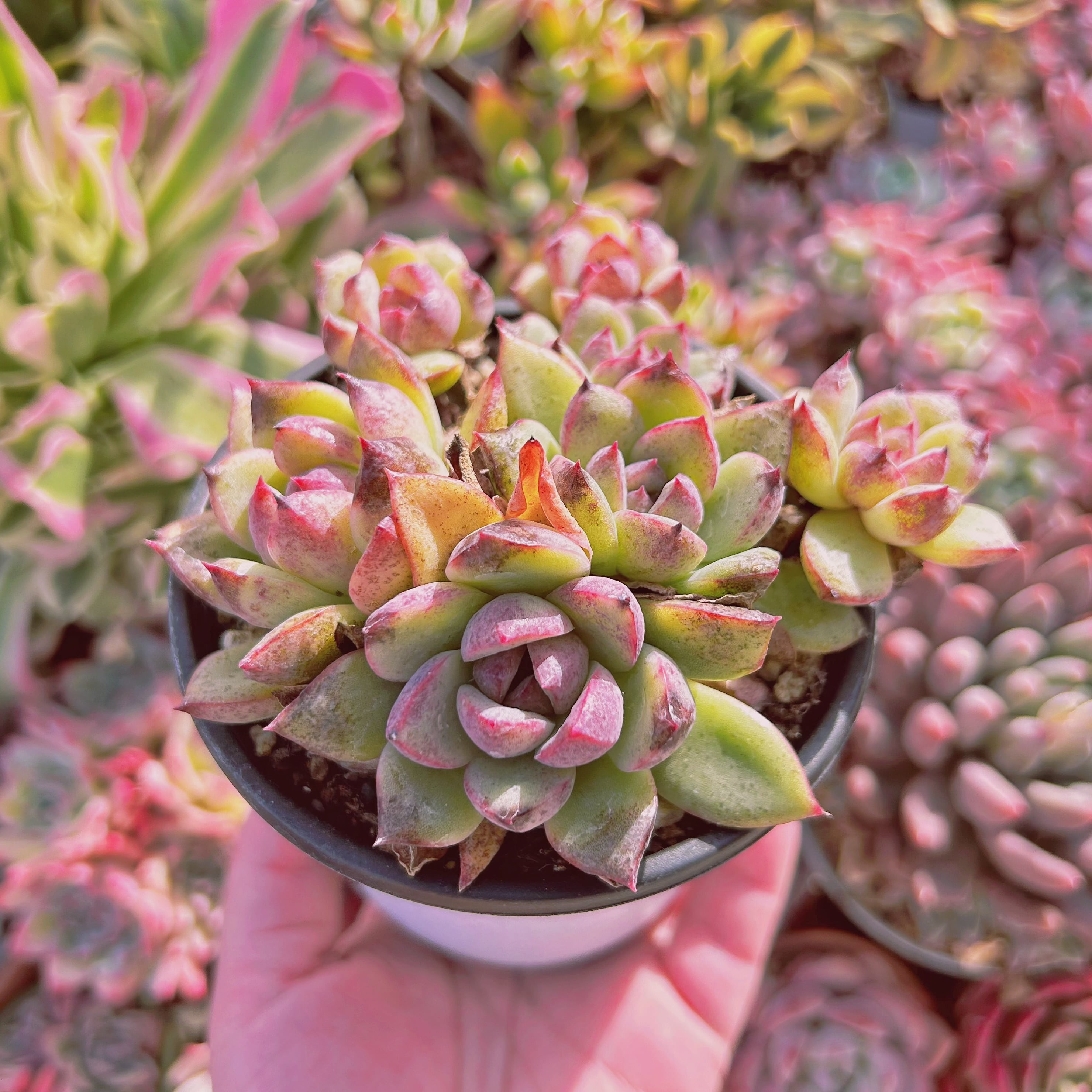 現物 多肉植物 Echeveria ブラックベア 特大 抜き苗 | るる農園~多肉