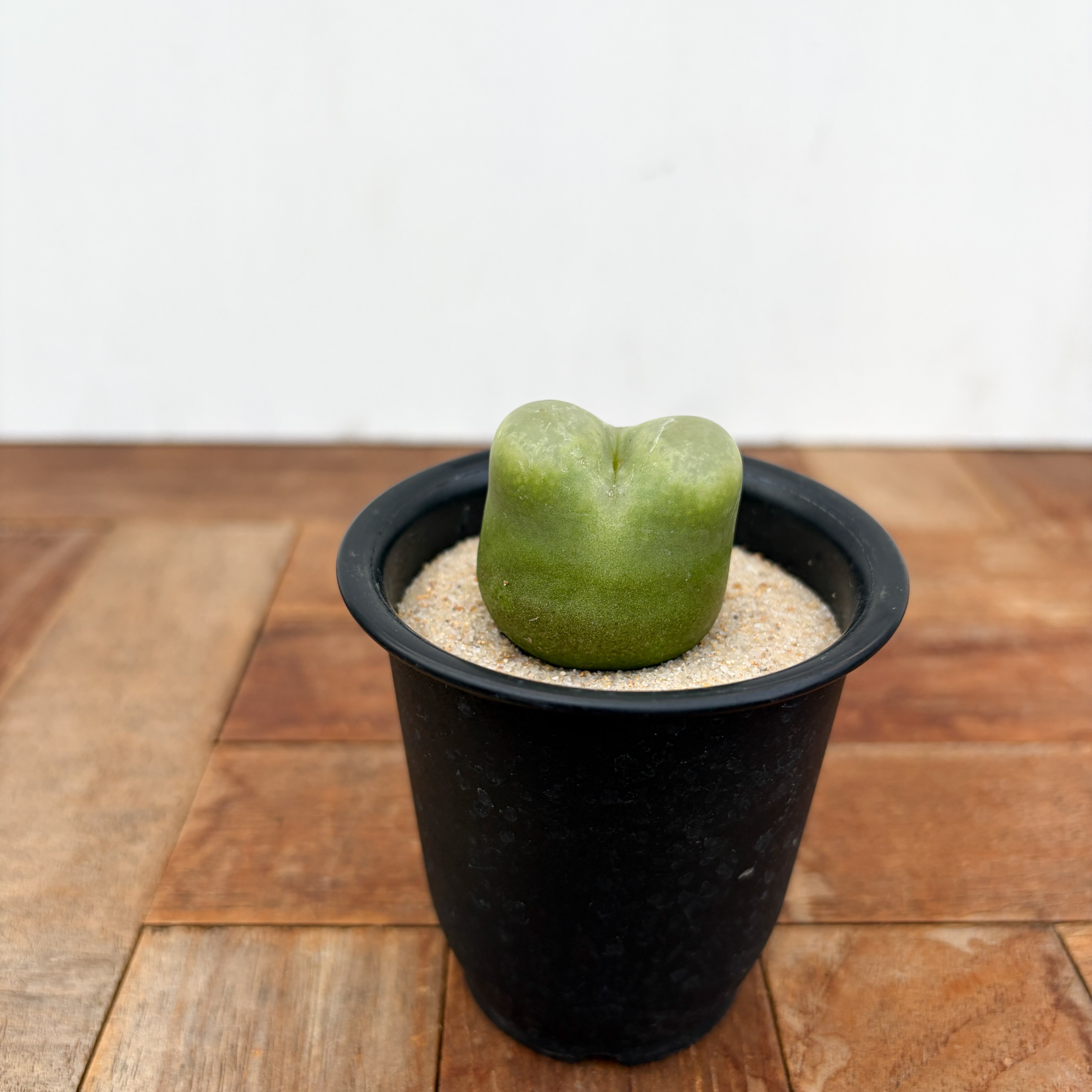 Conophytum ratum【コノフィツム・桃尻娘】 | RIMO'S GREEN 【Saboten