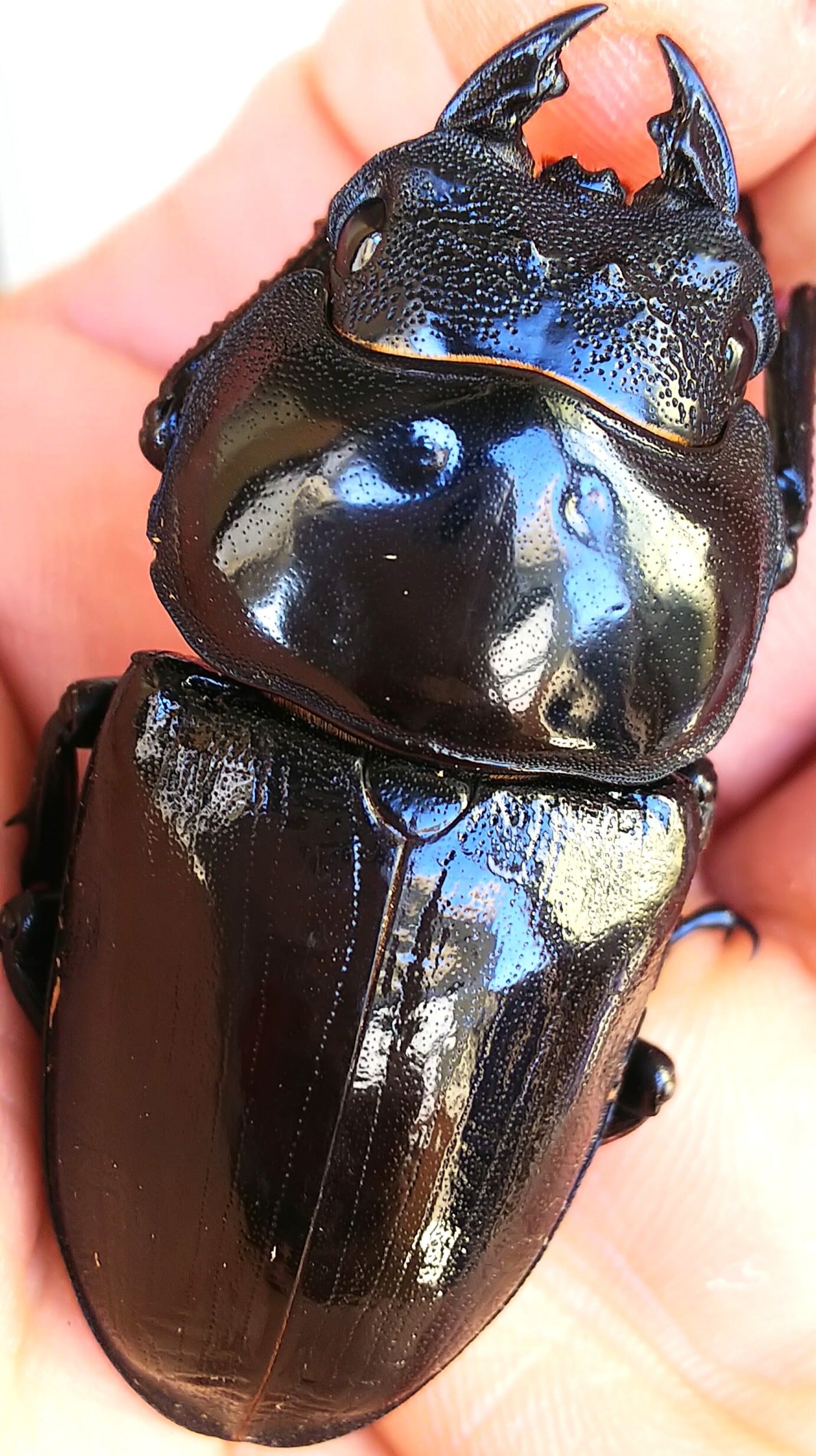 昆虫用品 【Glass Beetle｜ノコギリクワガタ飛翔＆固定標本 ペアGB-009】
