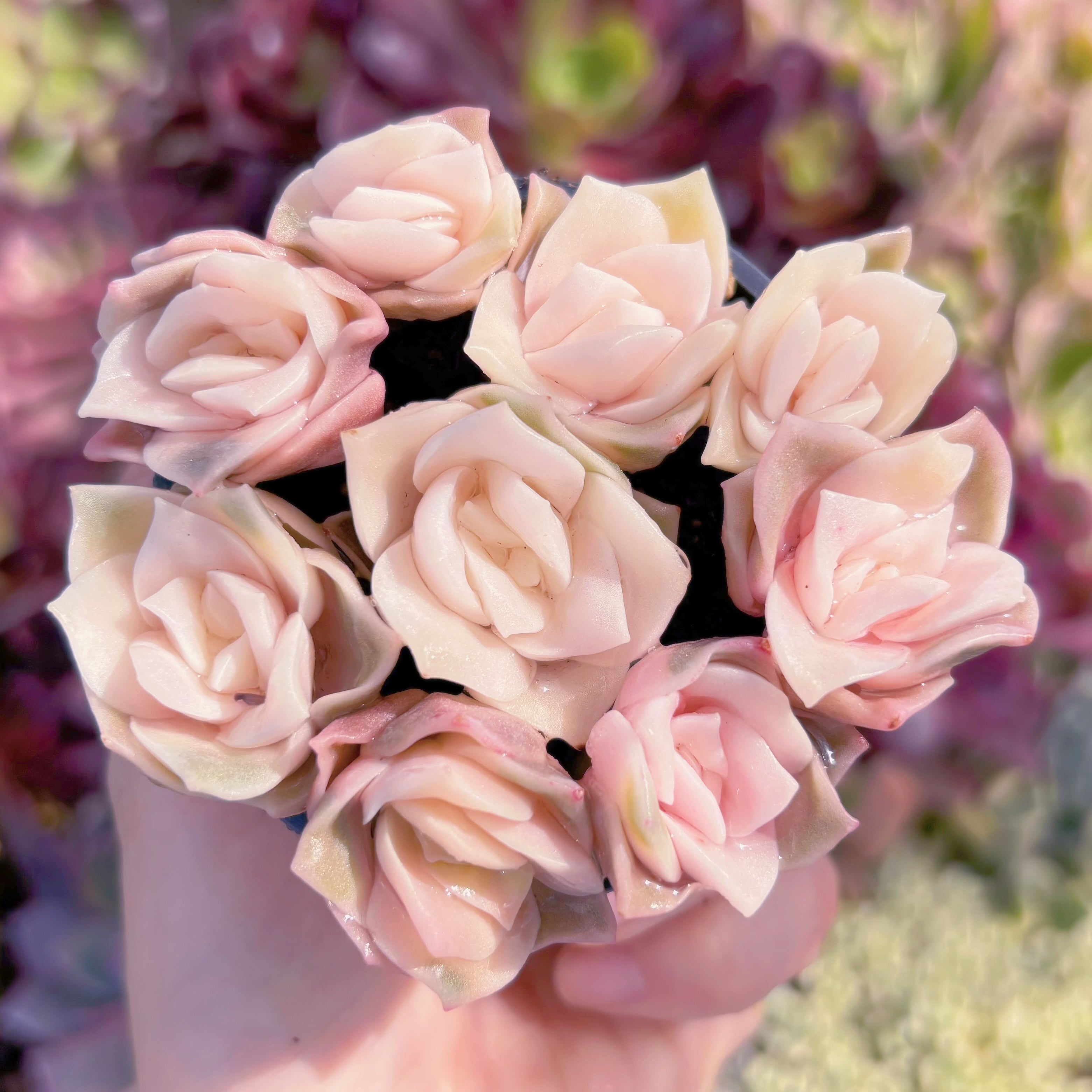 現品　ラブリーローズ錦#2197　るる農園