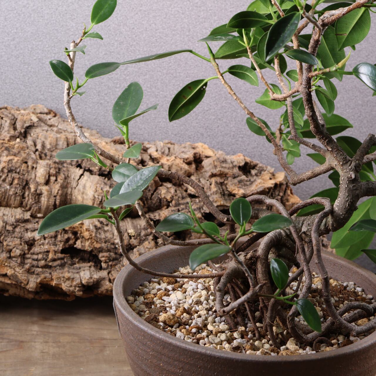 678『ガジュマル 盆栽仕立て』観葉植物【送料無料】 | MARX PLANTS