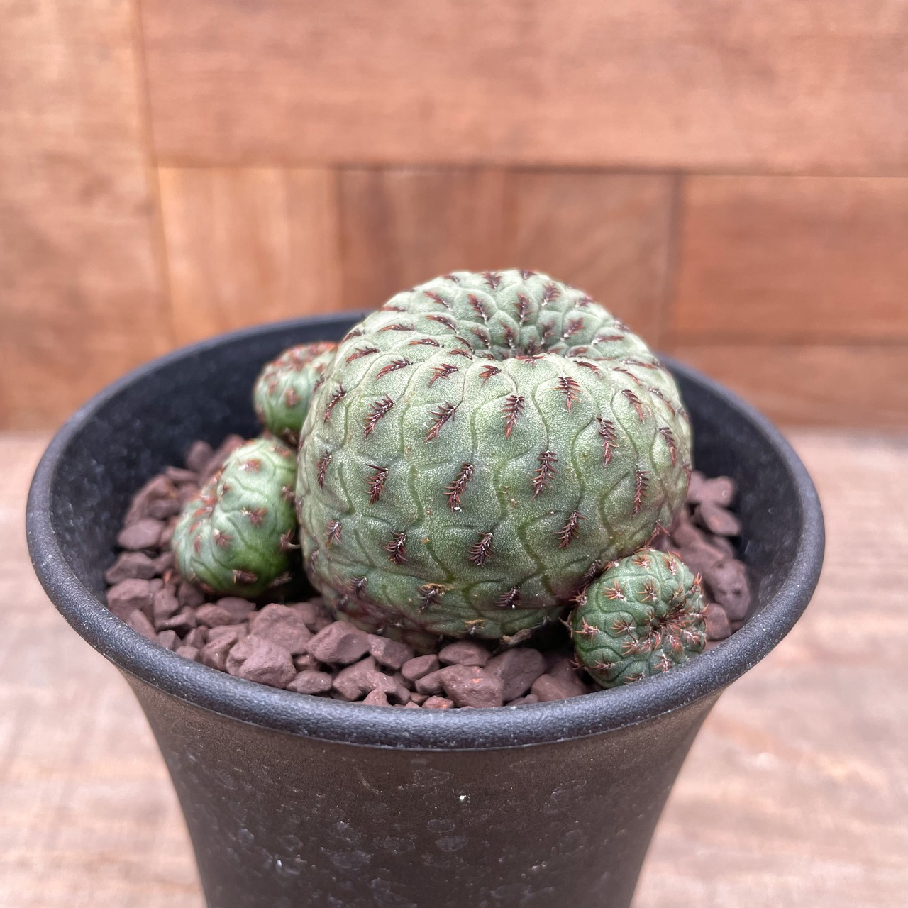 Sulcorebutia rauschii【スルコレブチア・ラウシー】