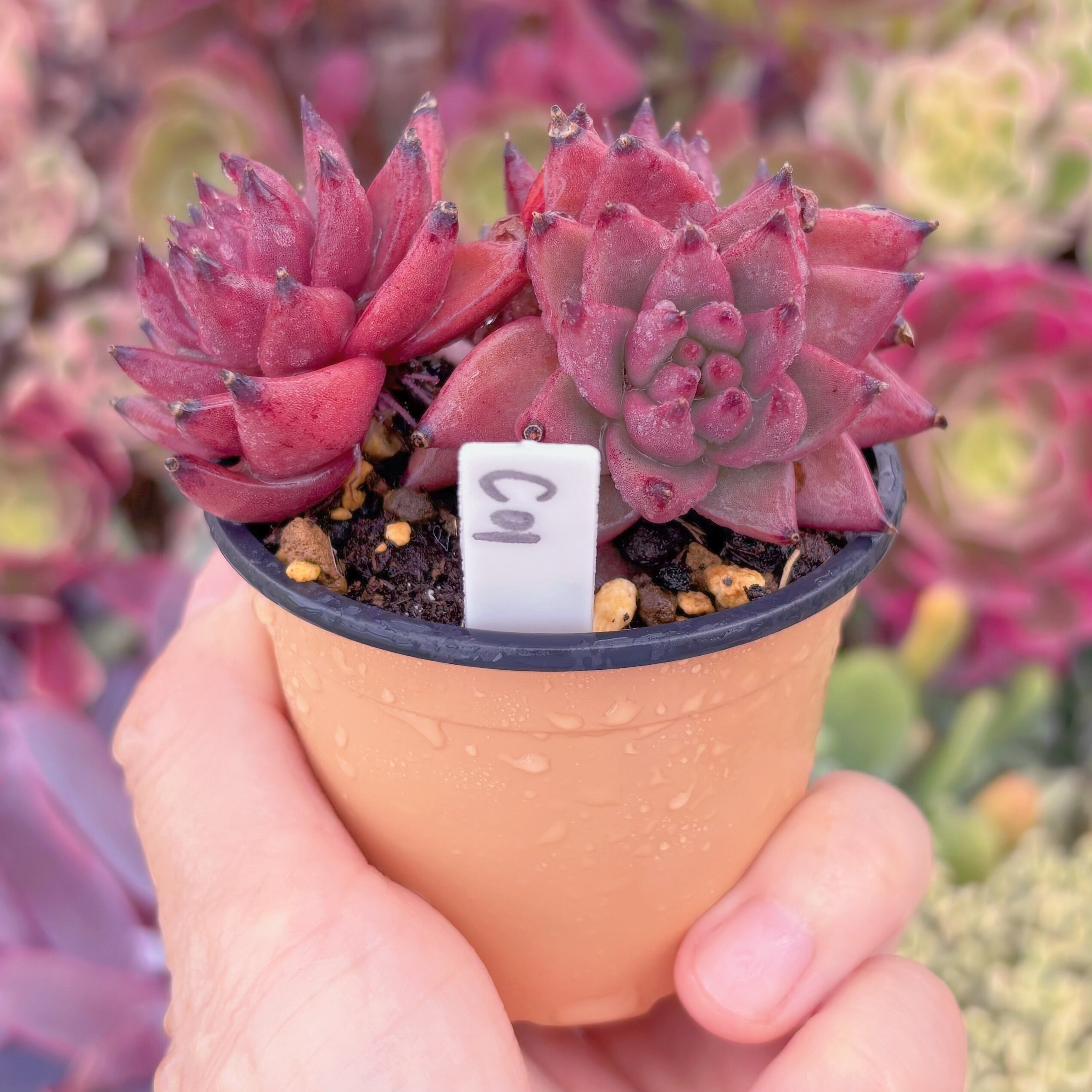 現品 ブラッドロメオ#C01 群生 るる農園 | るる農園~多肉植物専門