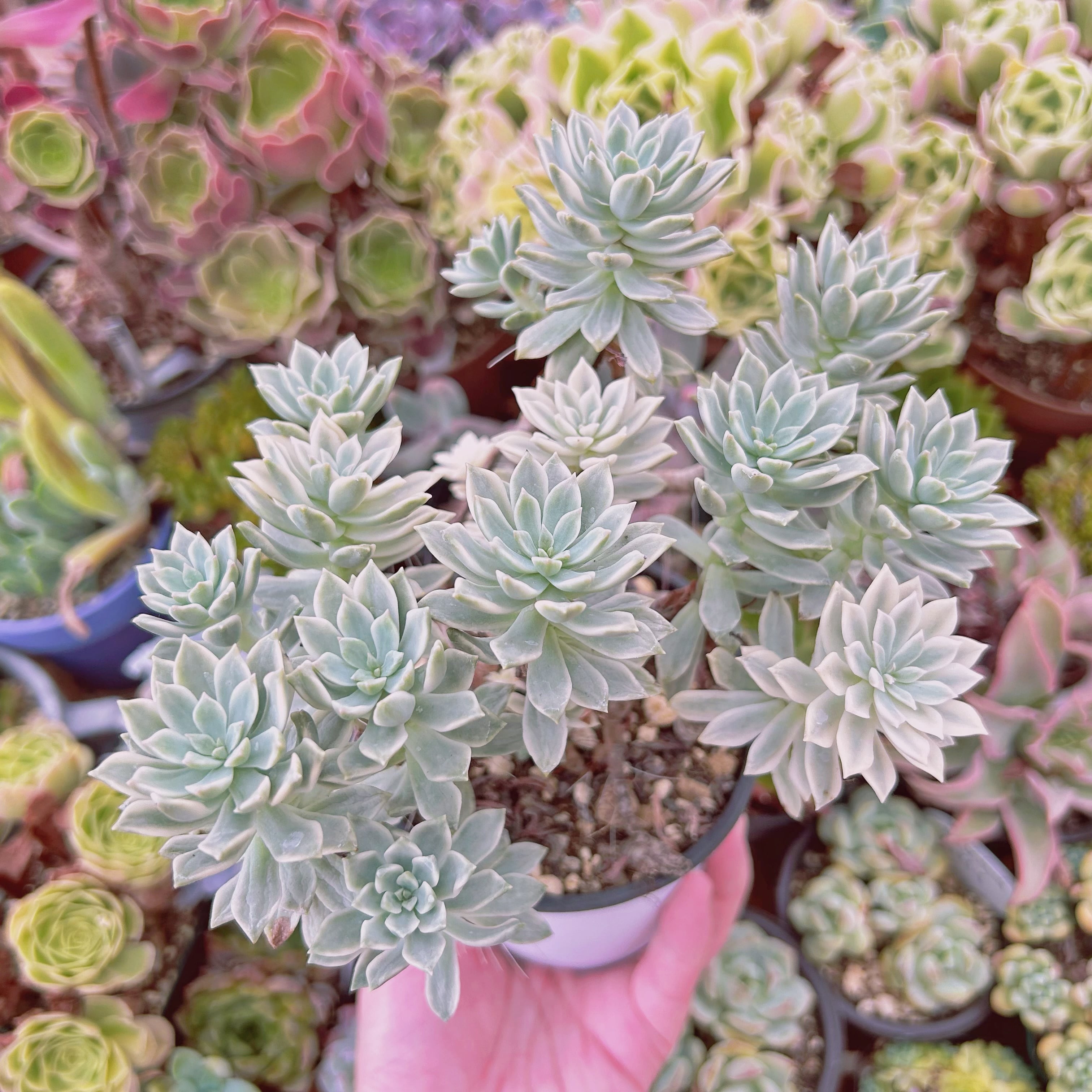 現物　多肉植物  マッコス錦　特大　抜き苗