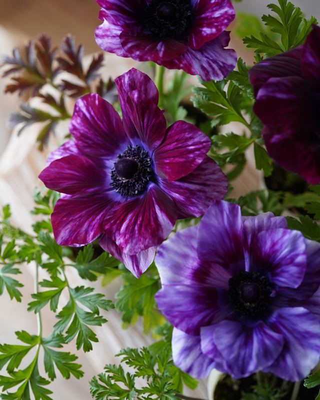 【花苗セット】大輪アネモネとスズランエリカとラベンダー系ビオラの花苗セット