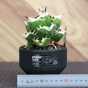 Agave titanota SAD (South Africa Diamond) アガベ チタノタ / 中株(3.5号鉢)/Lot.001