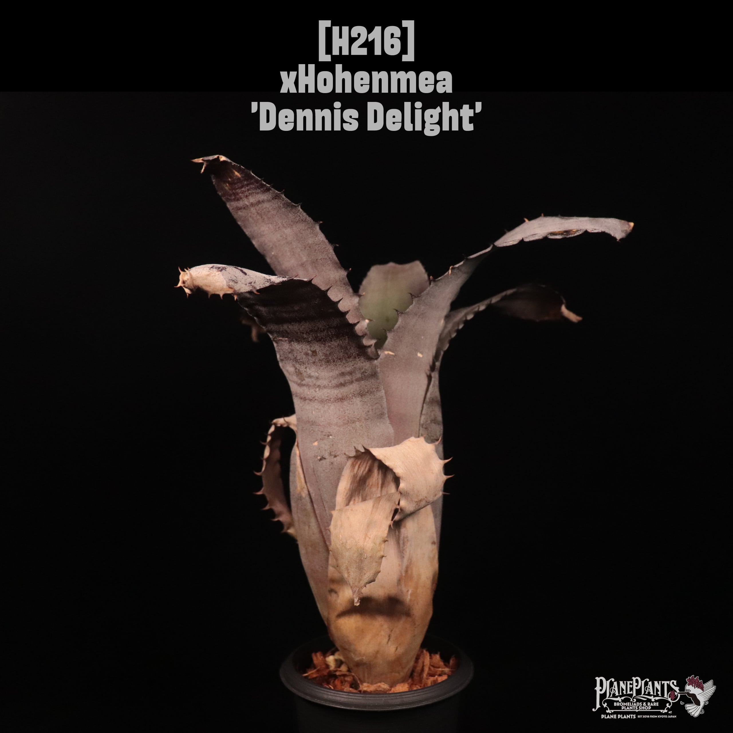 【送料無料】xHohenmea 'Dennis Delight'〔ホヘンメア〕現品発送H216
