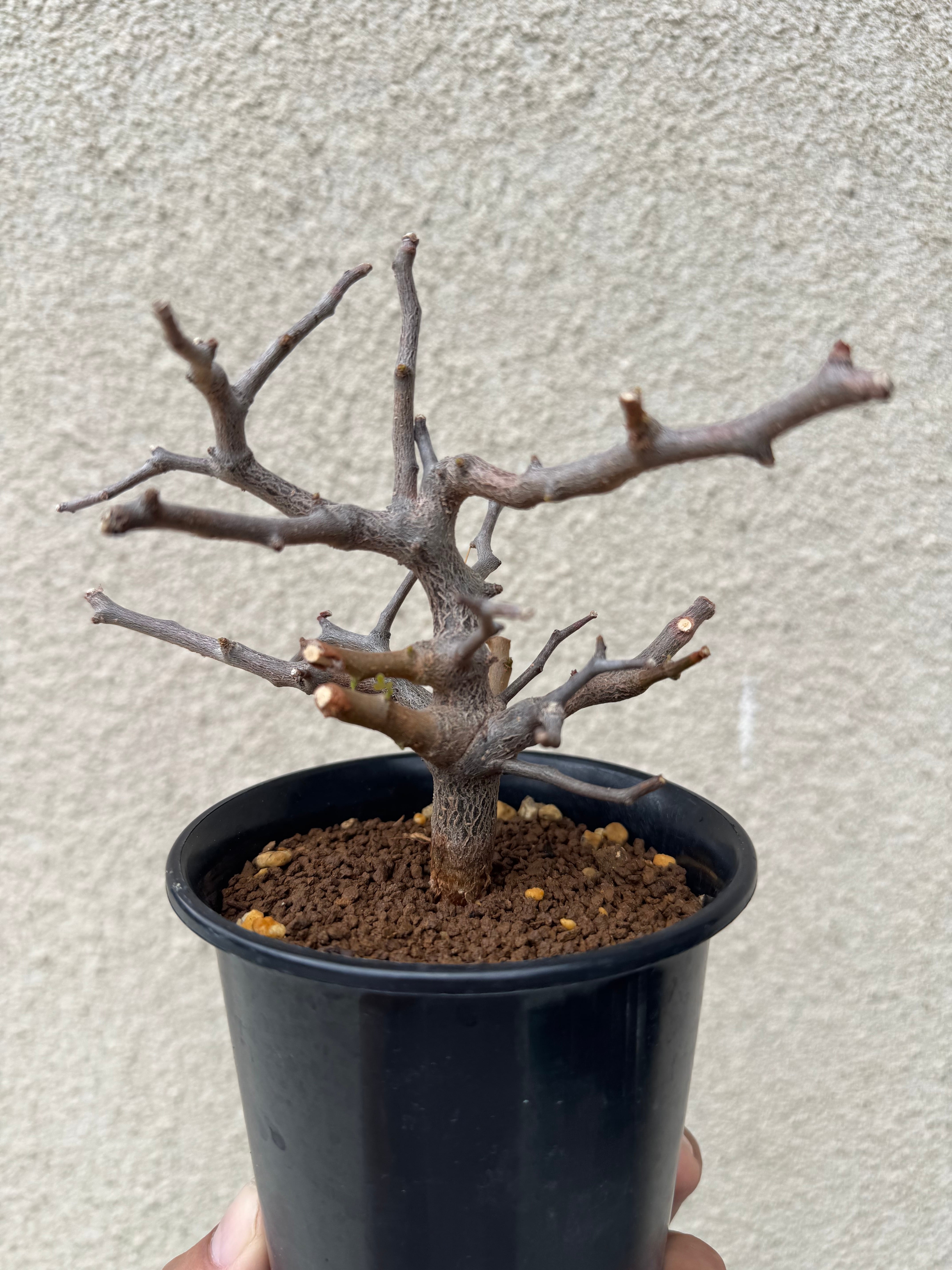 新着】Commiphora sinuata【実生苗の小さい時から作り込める盆栽塊根