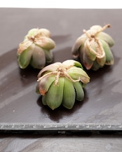 カット苗 ハオルチア オブツーサ ゴースト Haworthia obtusa 'Ghost'