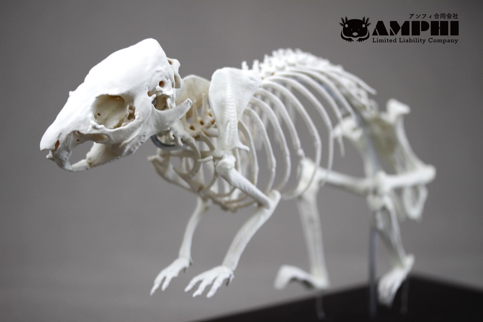 モルモット （Cavia porcellus）等倍全身骨格模型 | アンフィ合同会社