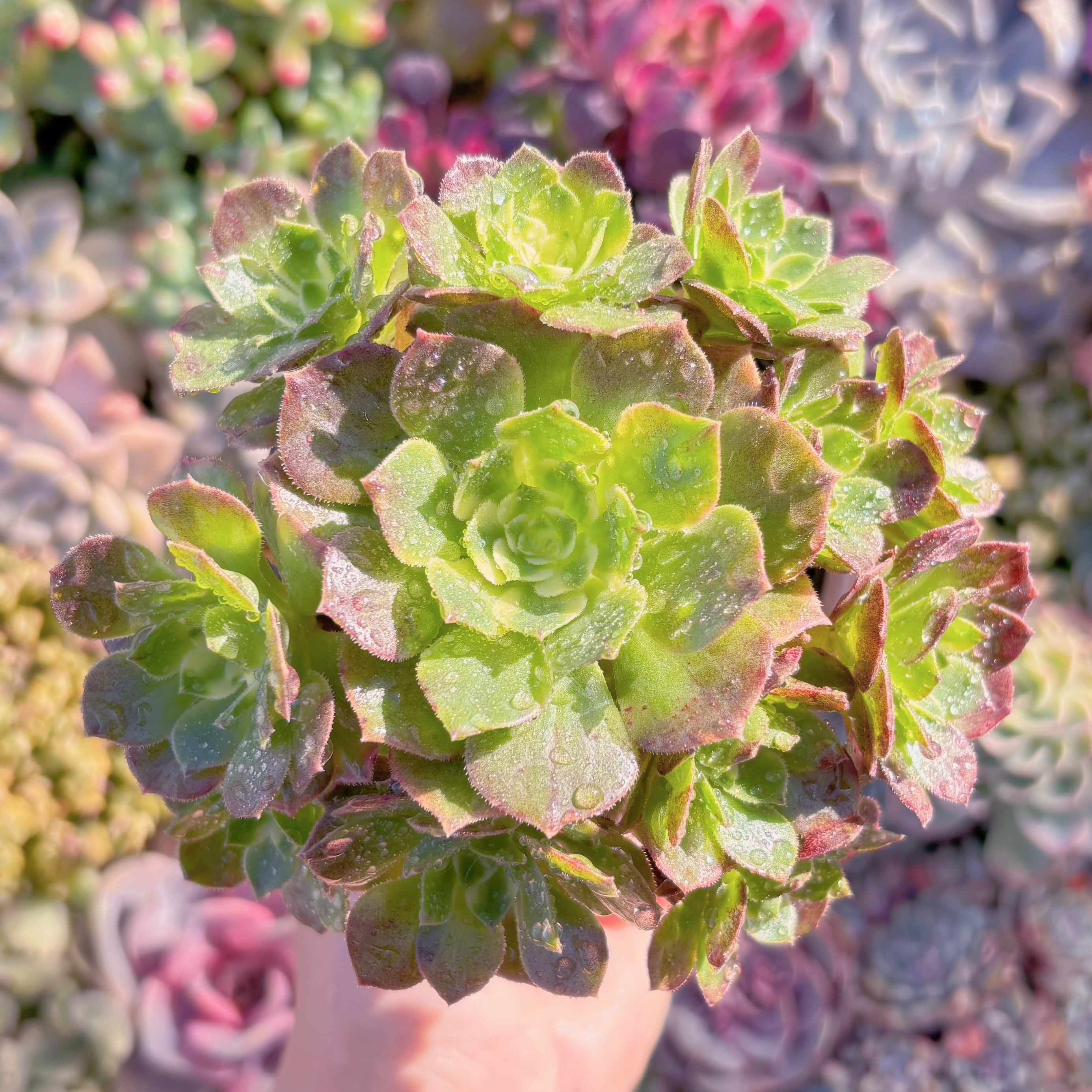 現品　海王#M096　群生　るる農園