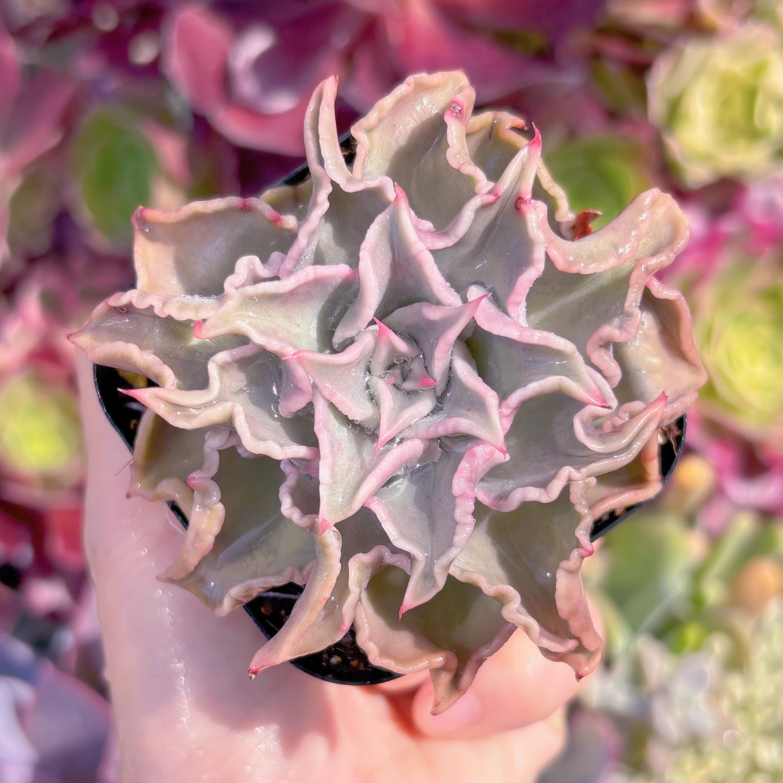 現品　コブマディバ#2002　るる農園