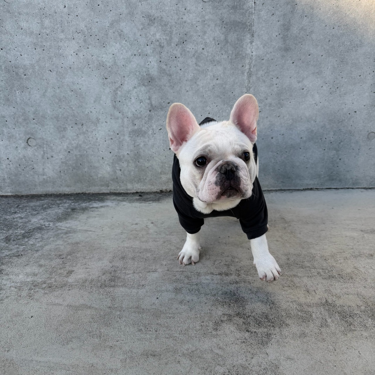 THE BITING ザ バイティング パーカー（チャコールグレー） - 6