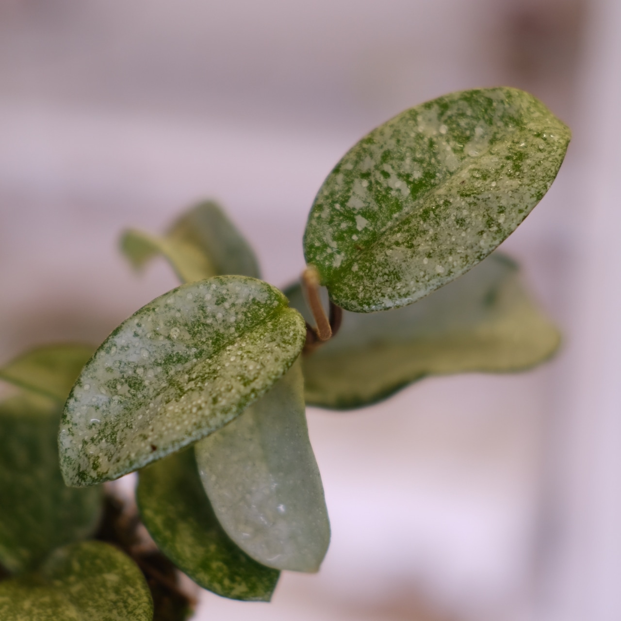 Hoya carnosa Nova Ghost / ホヤ カルノーサ ノバ ゴースト⑦│観葉植物