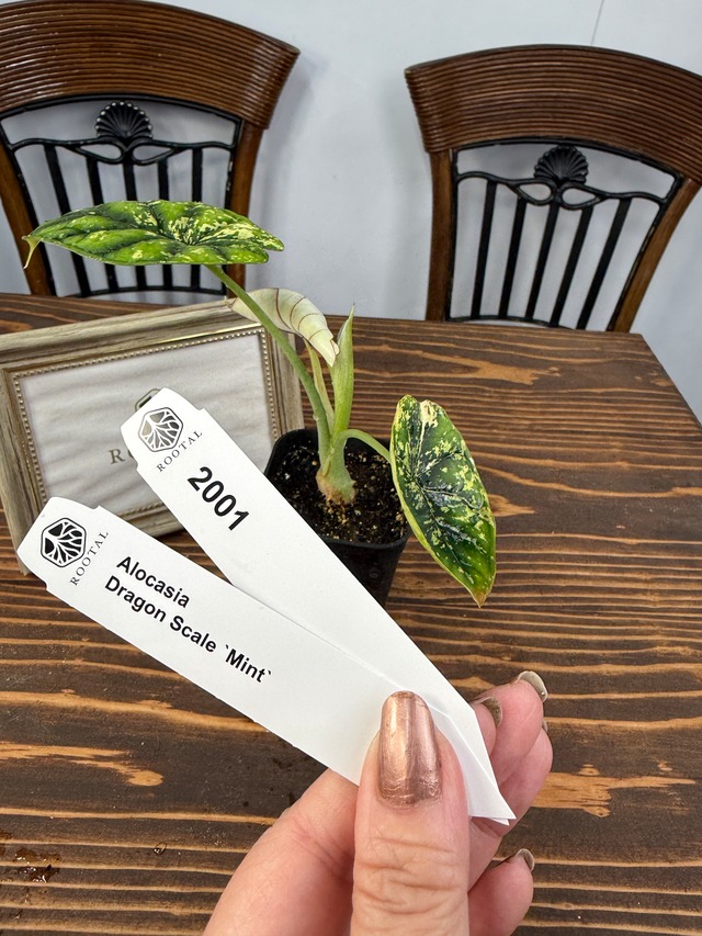 ★2001【超レア】アロカシア　ドラゴンスケール　ミント（2.5号ロング硬質ポット）