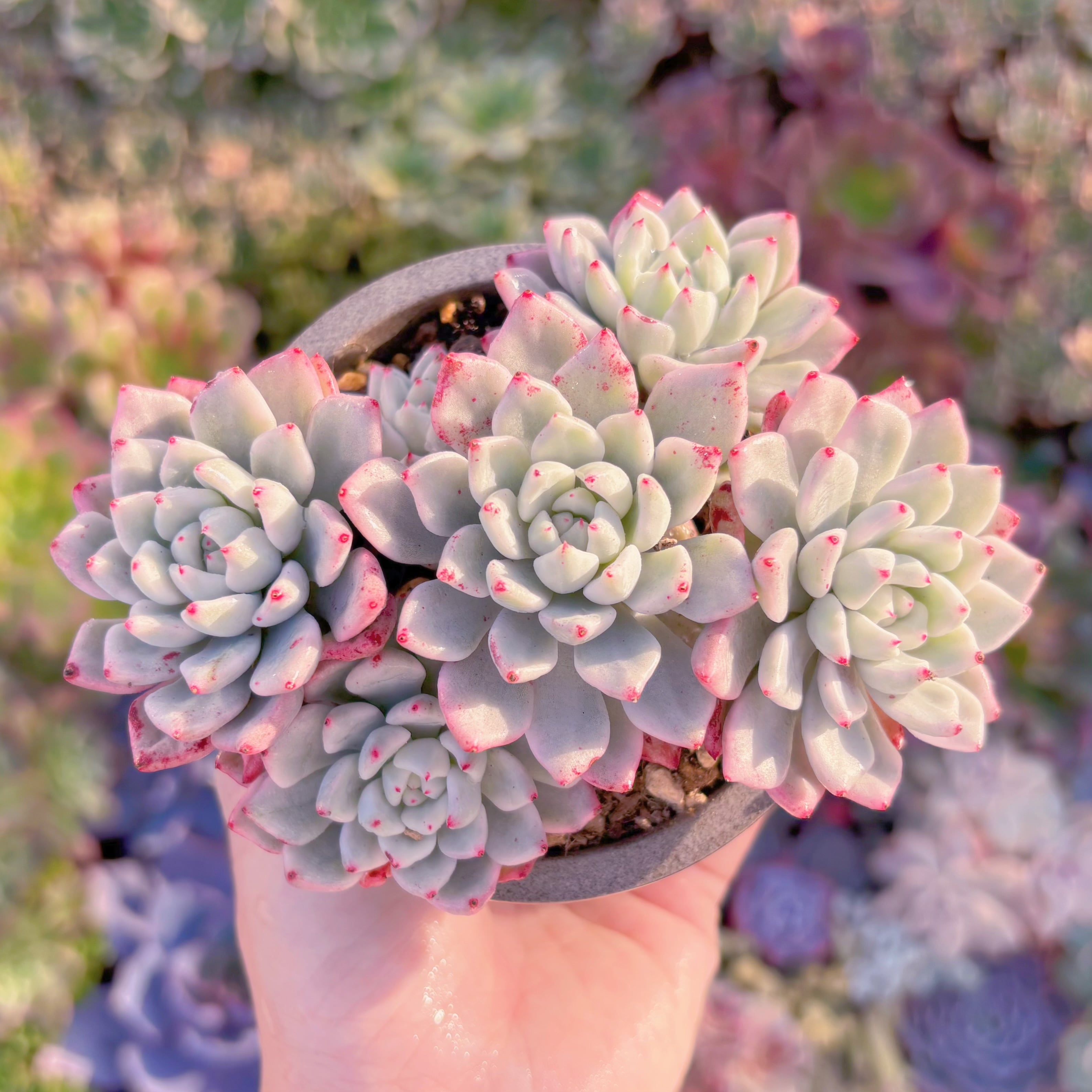 現品　雪の女王錦#A045　大群生　るる農園