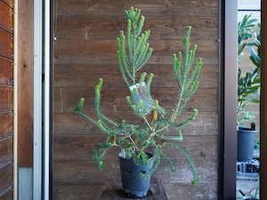 【現物】バンクシア ”リトルエリック” B 花芽付