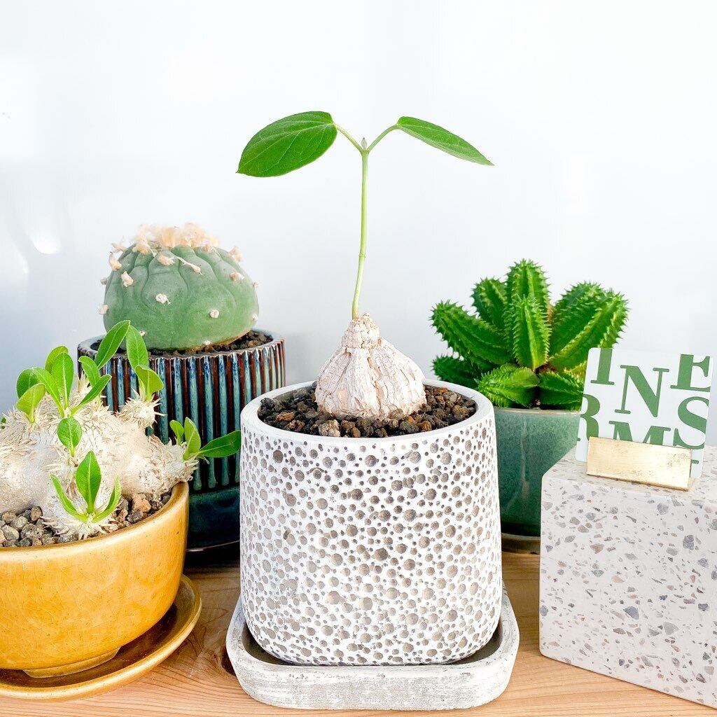 マテレア・シクロフィラ