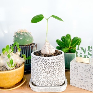 マテレア・シクロフィラ