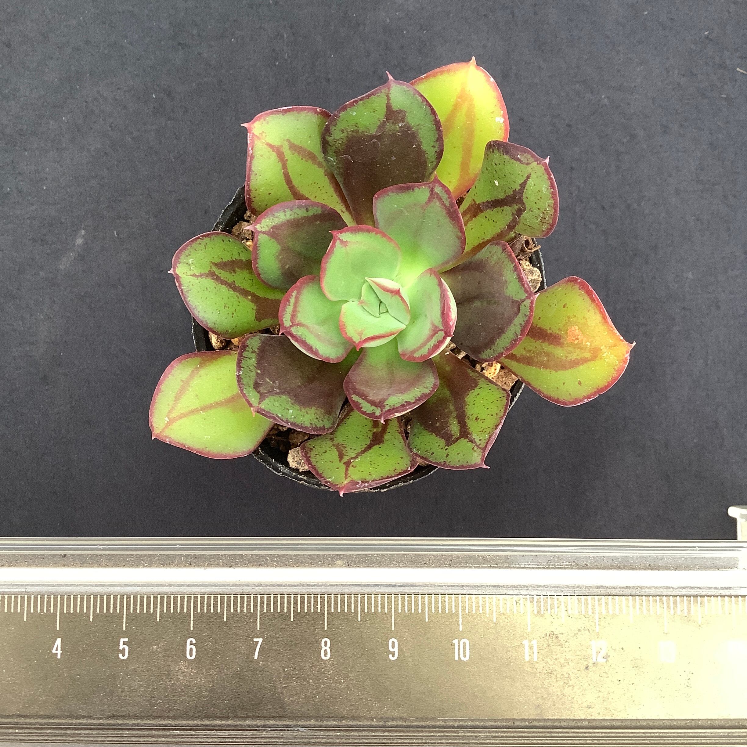 インテリア/住まい/日用品 その他 多肉植物3010-3