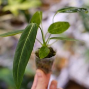 アンスリウム ワロクアーナム / Anthurium Warocqueanum⑭ / 観葉植物<育て方・花言葉>
