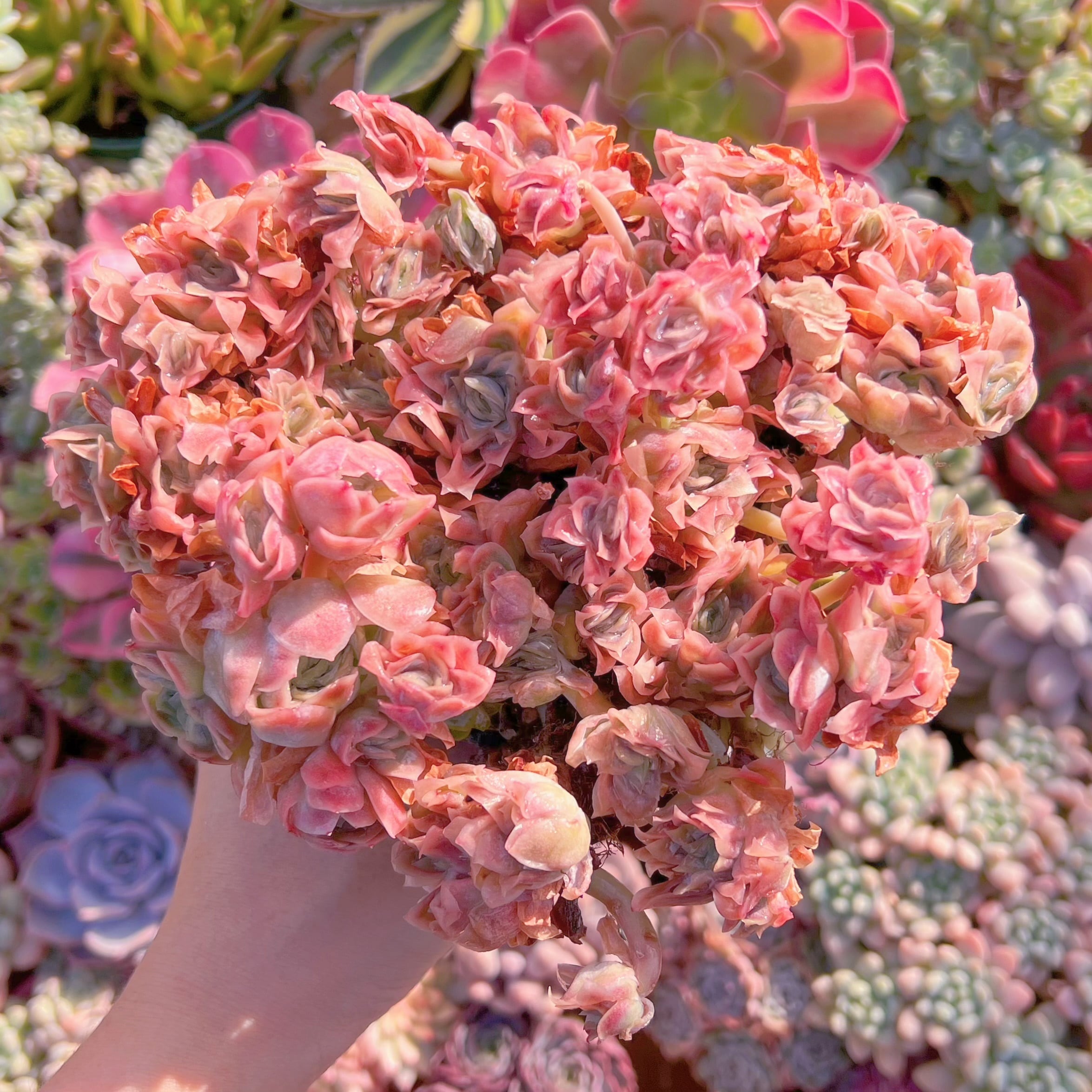 現品　クィーンローズ覆輪錦#727　特大群生　新入荷