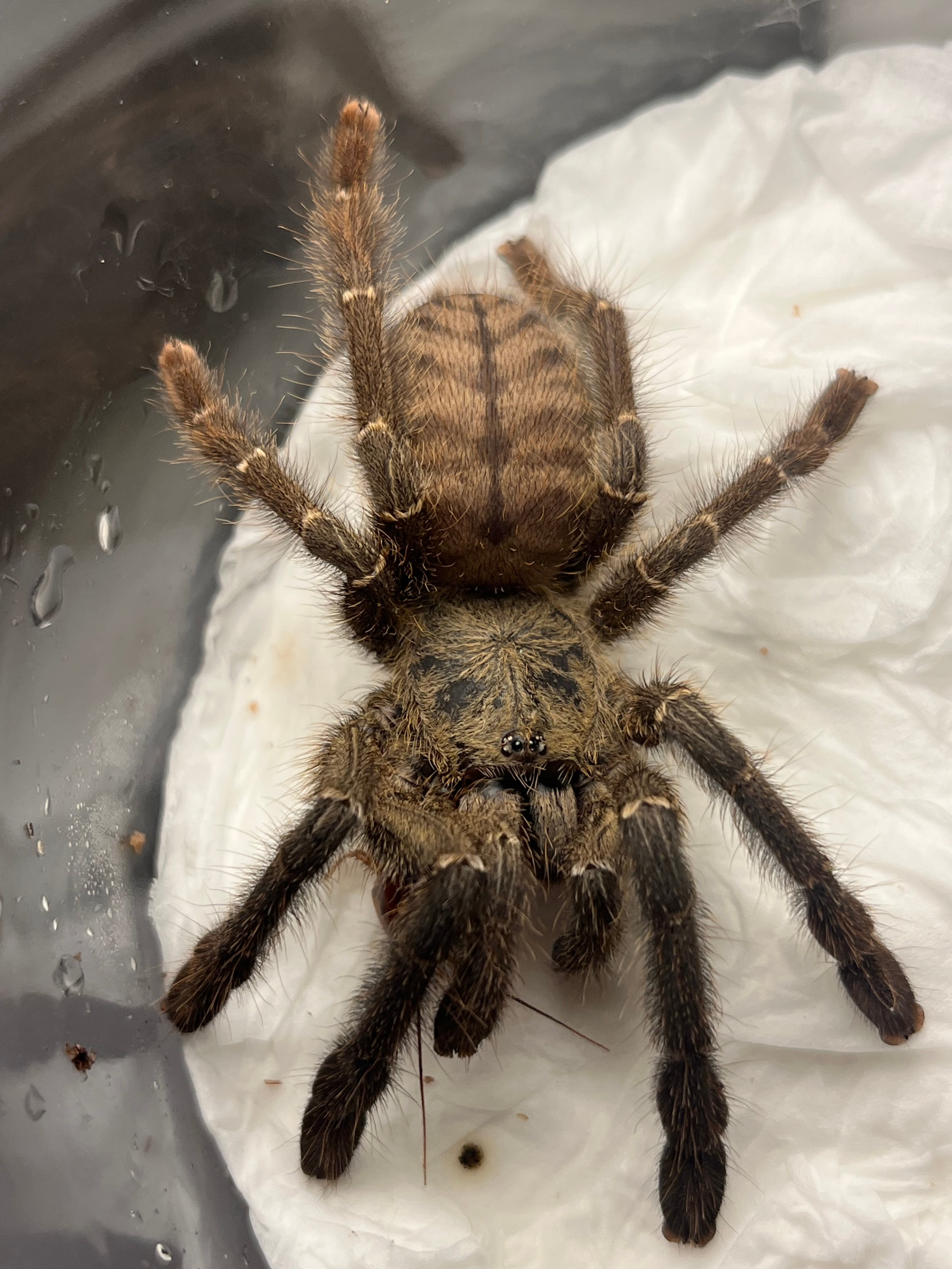 オモニキチュウ