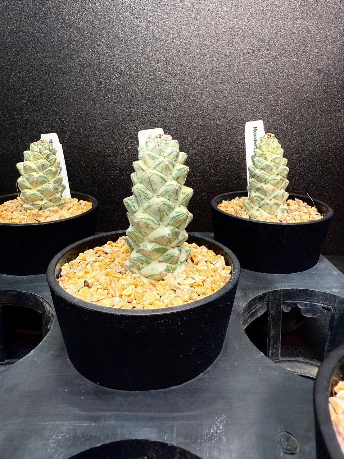 キュービックフロスティ錦 | Pay ID