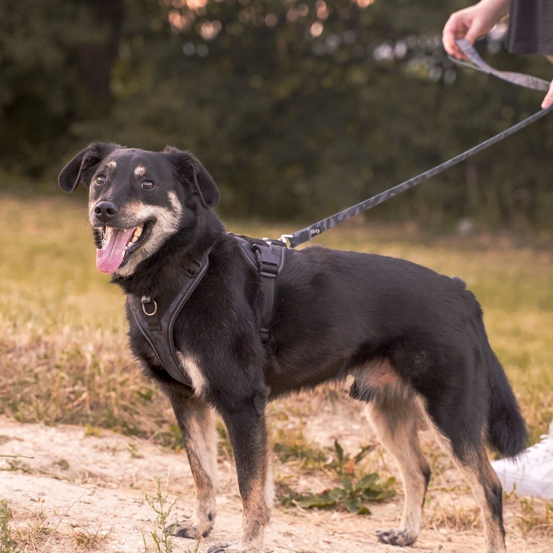 日本総代理店直営店】【Julius-K9】ユリウスケーナイン・JK9 ロング