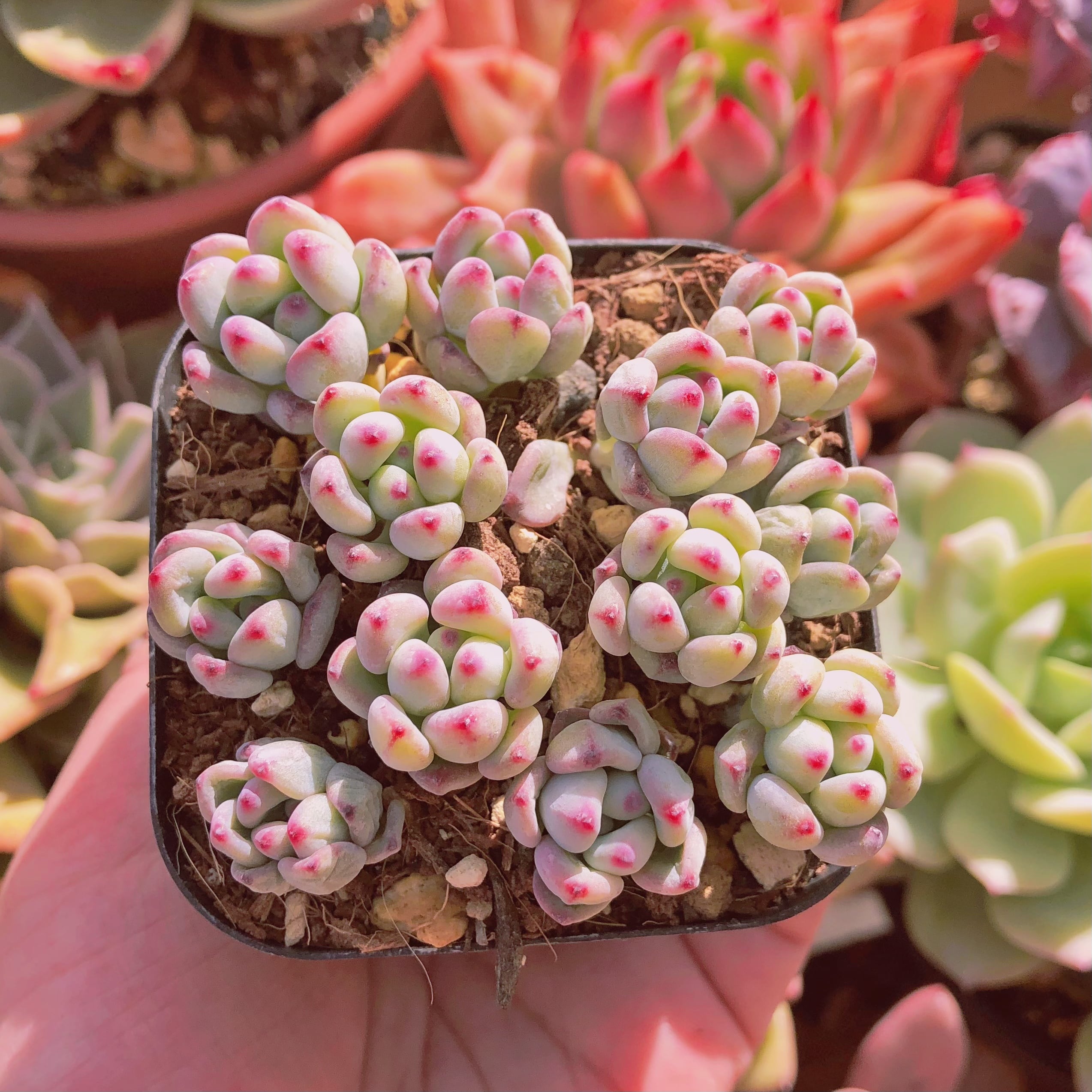 現物　多肉植物　commixtum