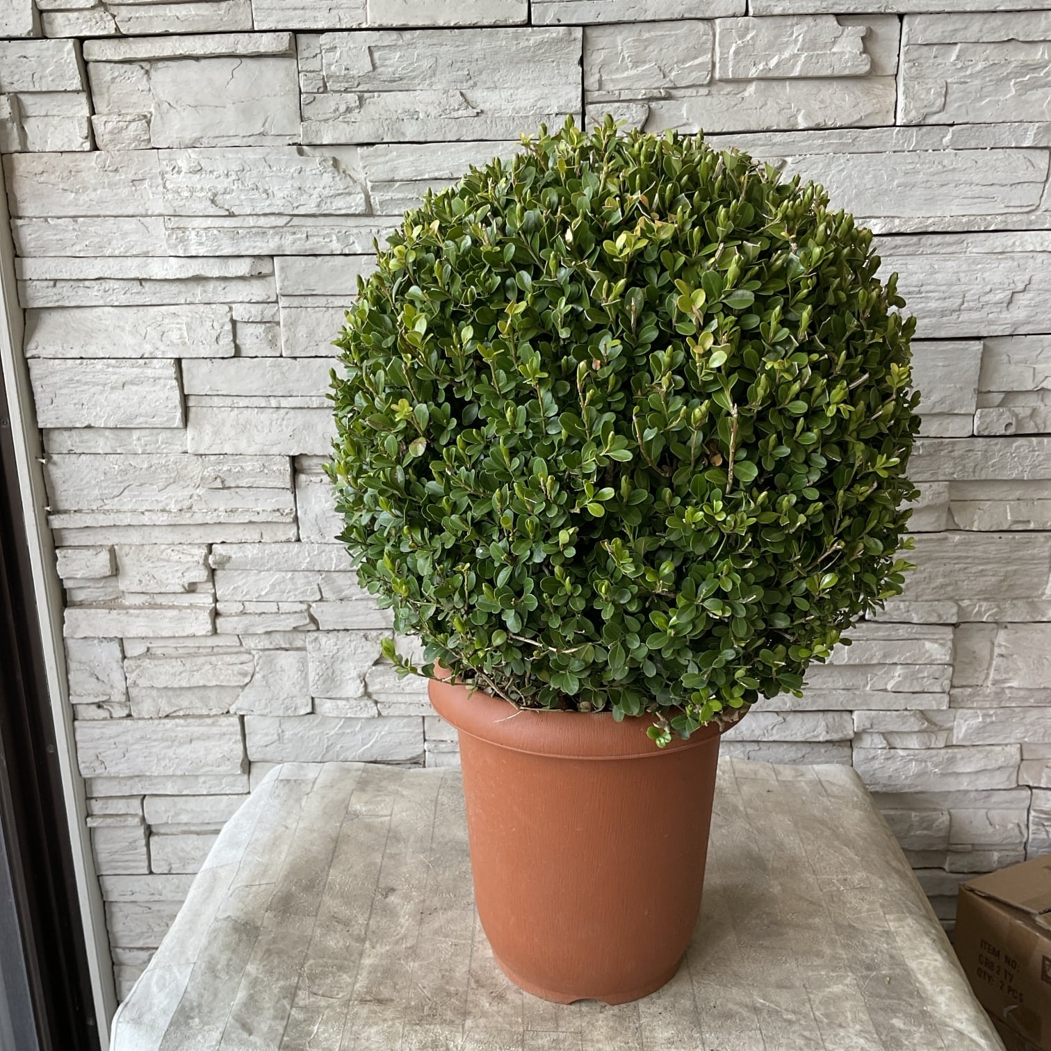 ボックスウッド 観葉植物 茶色鉢 予約販売】【送料無料】ツゲ ボックスウッド8寸 | 橋本種苗園