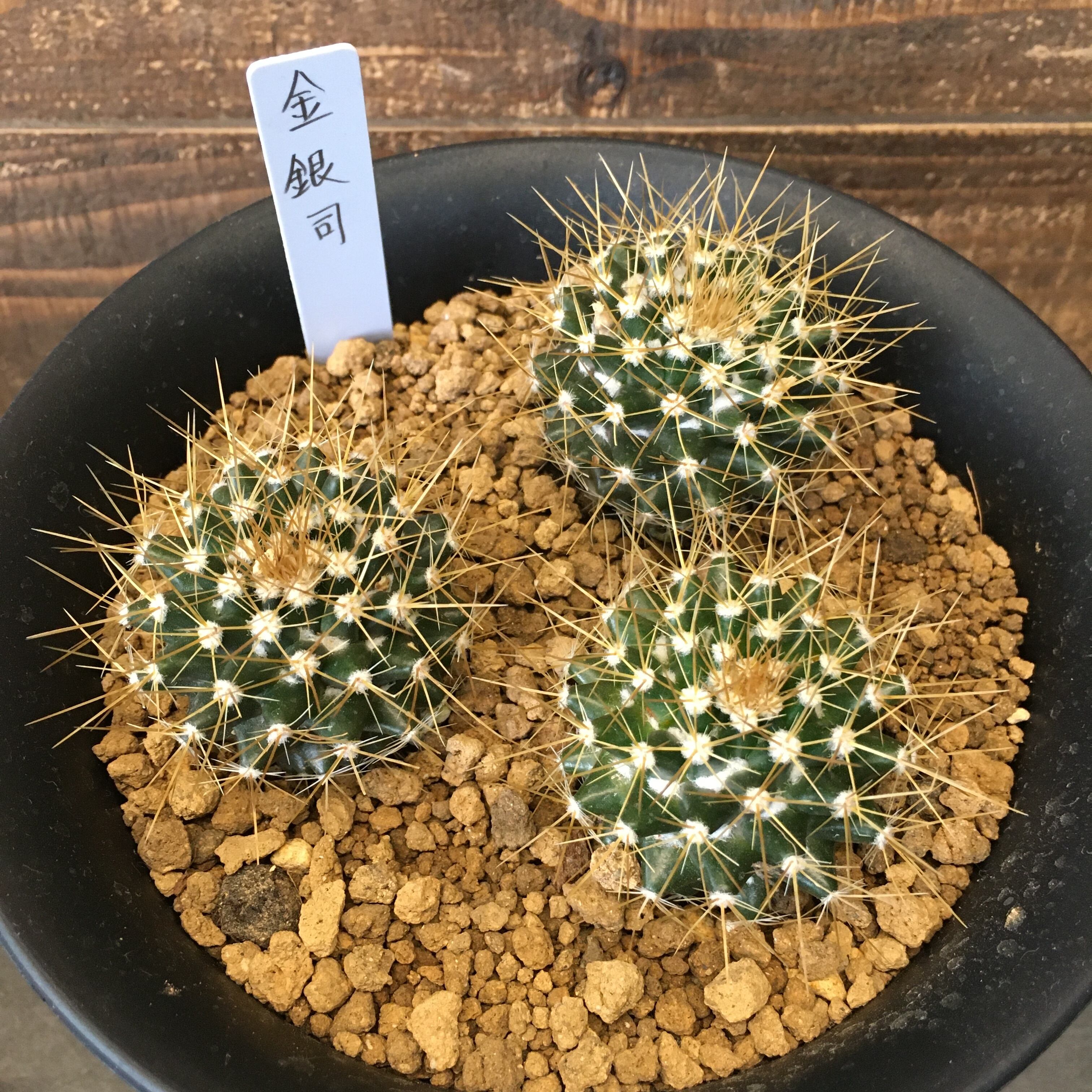 サボテン 金銀司 3株植え Protoleaf プロトリーフ サボテン 金銀司 3株植え Protoleaf プロトリーフ