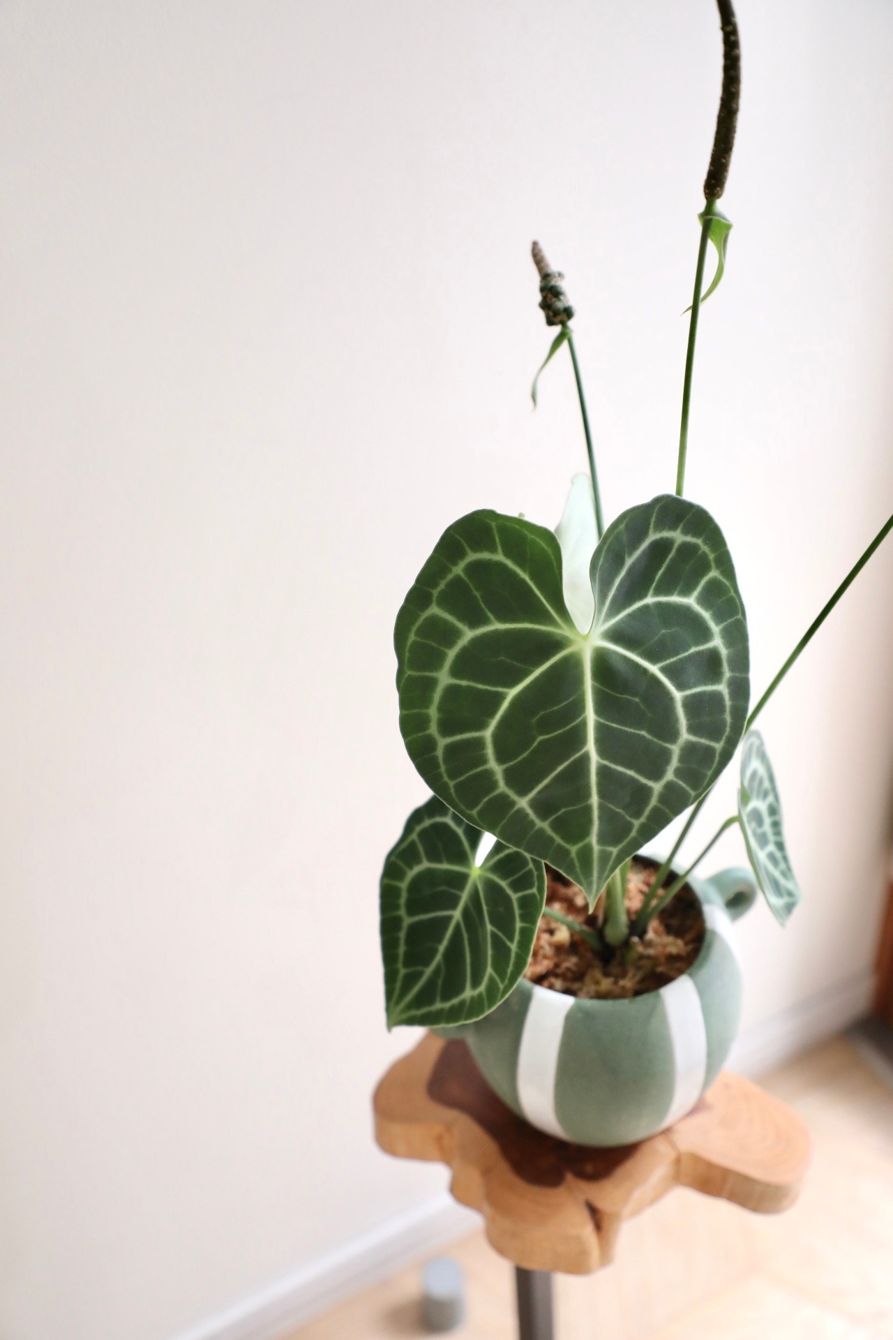 【M】アンスリウム クラリネルビウム/Anthurium ※土不使用