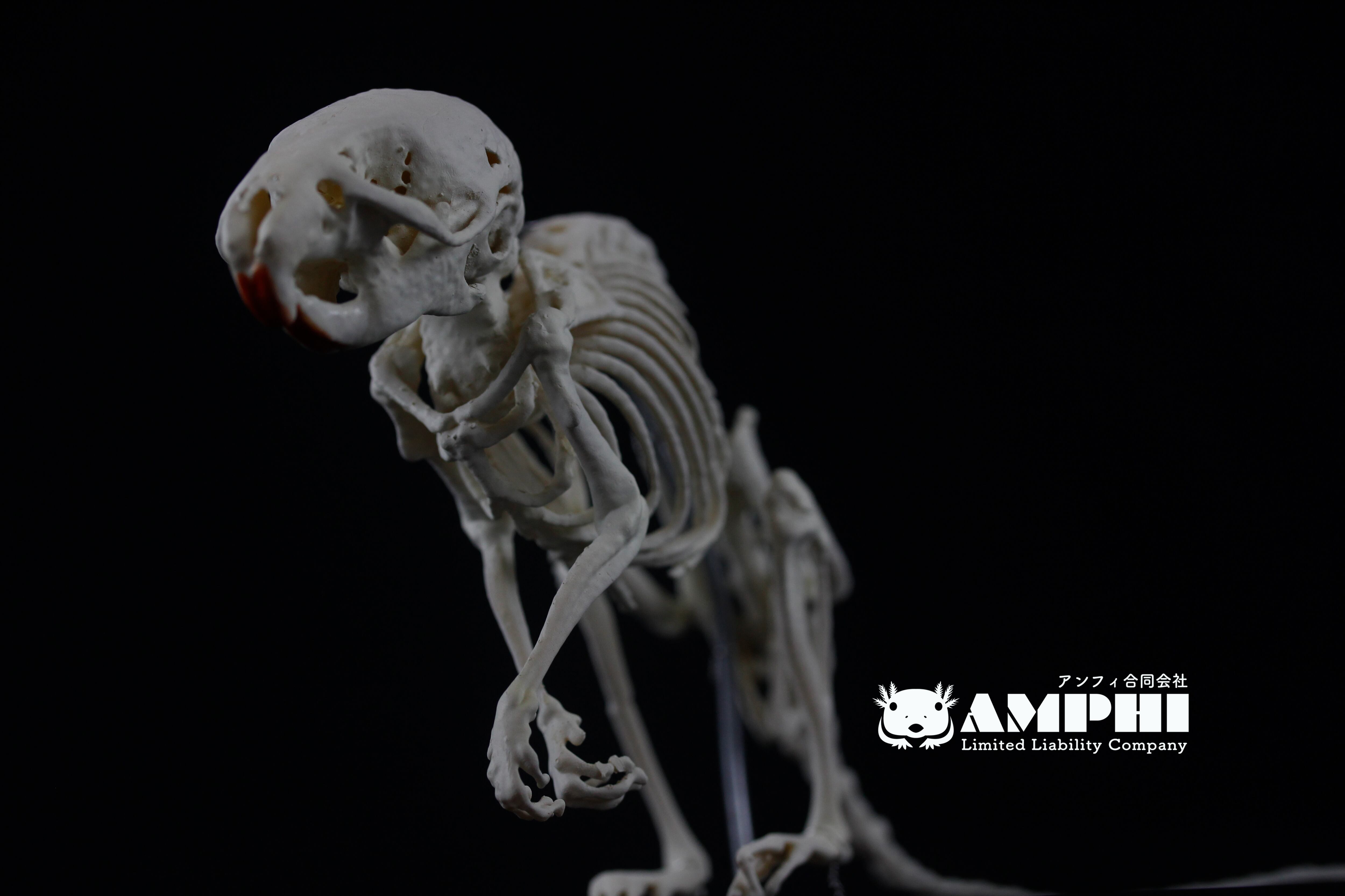 カヤネズミ 全身骨格 3倍拡大レプリカ 