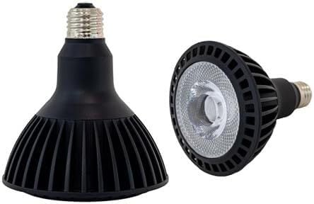 P. willinckii 'Moonlight' (PN) ビカクシダ ウィリンキー