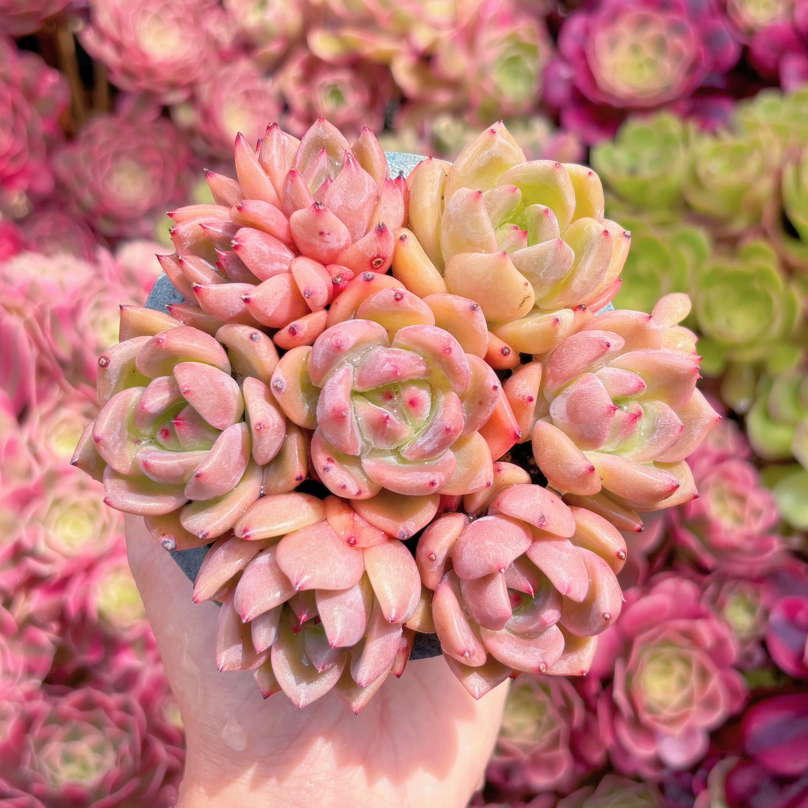 多肉植物　スタージェニー(7苗)　新入荷　るる農園
