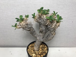 ユーフォルビア ギラウミニアナ