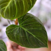フィロデンドロン エルチョコレッド / Philodendron "El Choco Red"⑭ / 観葉植物<育て方・花言葉>