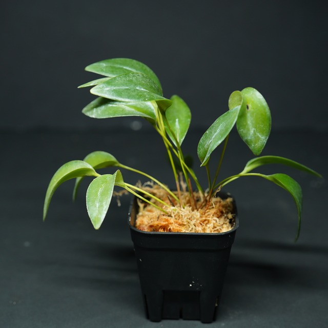 プレウロタリス ドロテアエ Pleurothallis dorotheae【着生ラン】テラリウム・着生向き