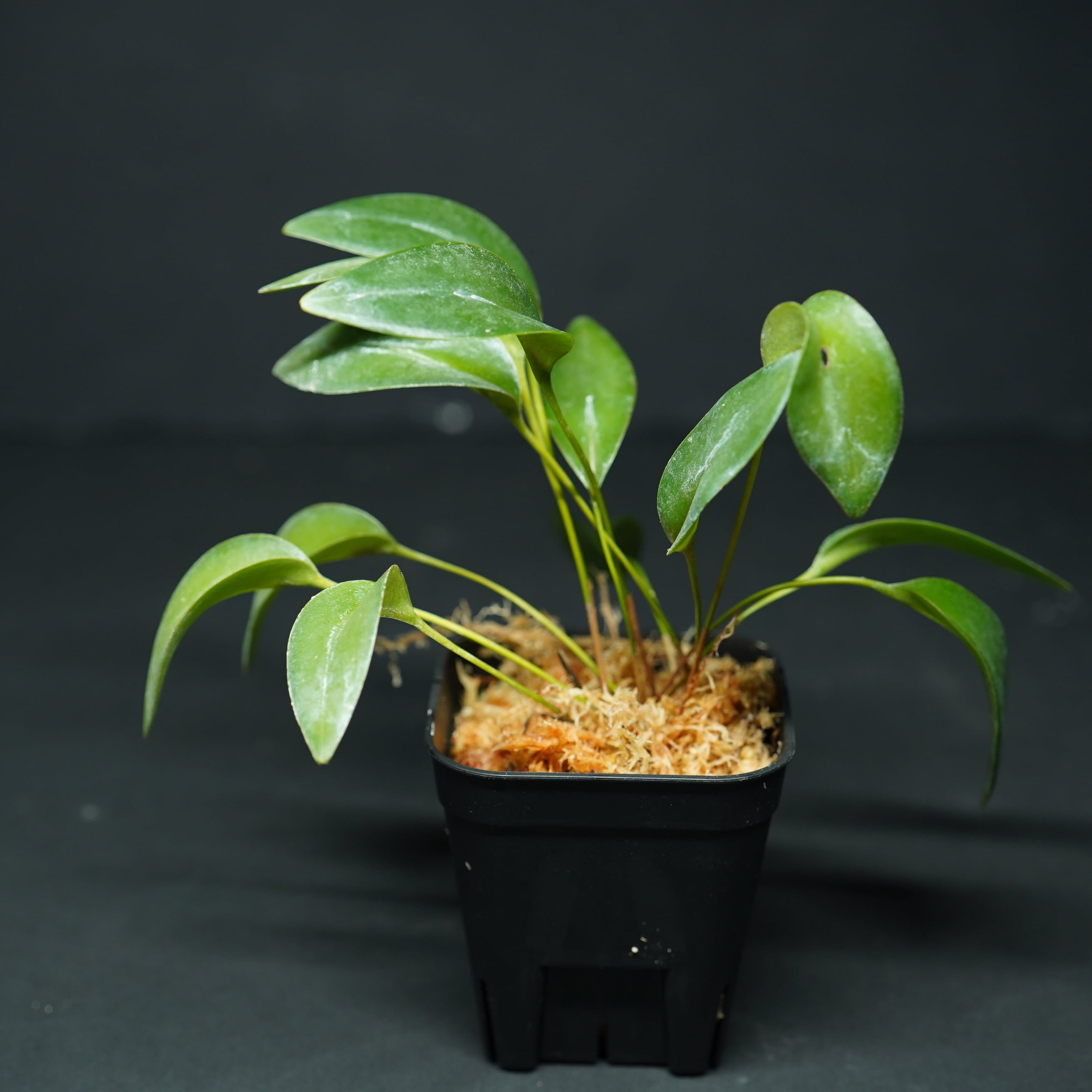 プレウロタリス ドロテアエ Pleurothallis dorotheae【着生ラン】テラリウム・着生向き