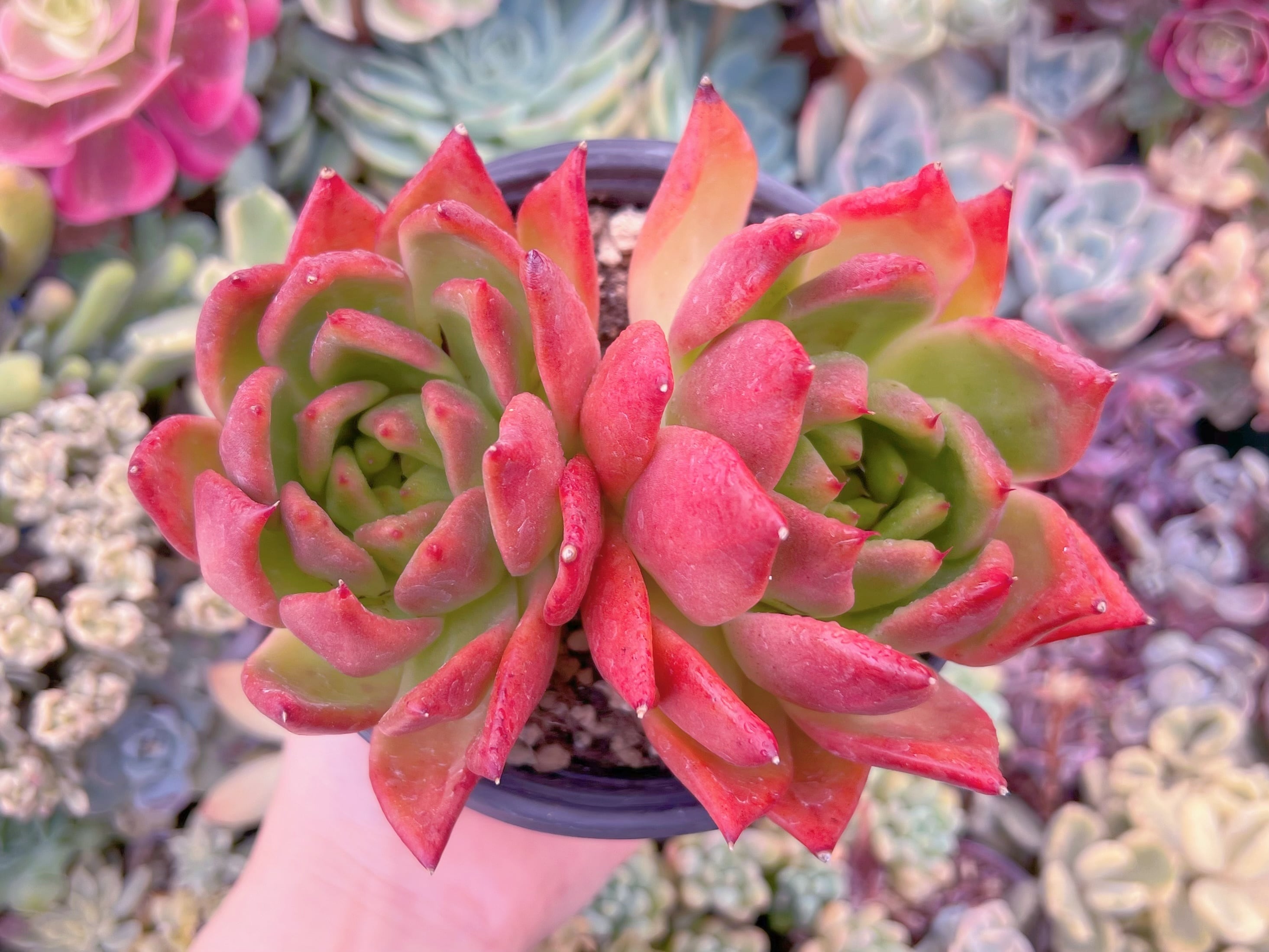 現品　アメストロー#546    2頭群生　るる農園