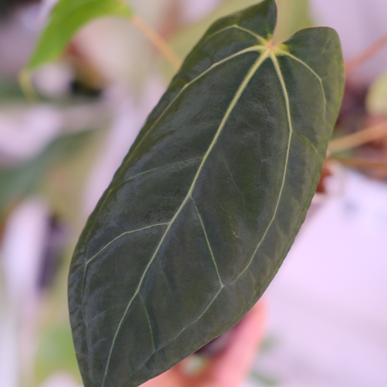 Anthurium Ace of Spade × Anthurium Zara × Michelle│アンスリウム・エースオブスペード×アンスリウム・ザラ・ミシェル│観葉植物