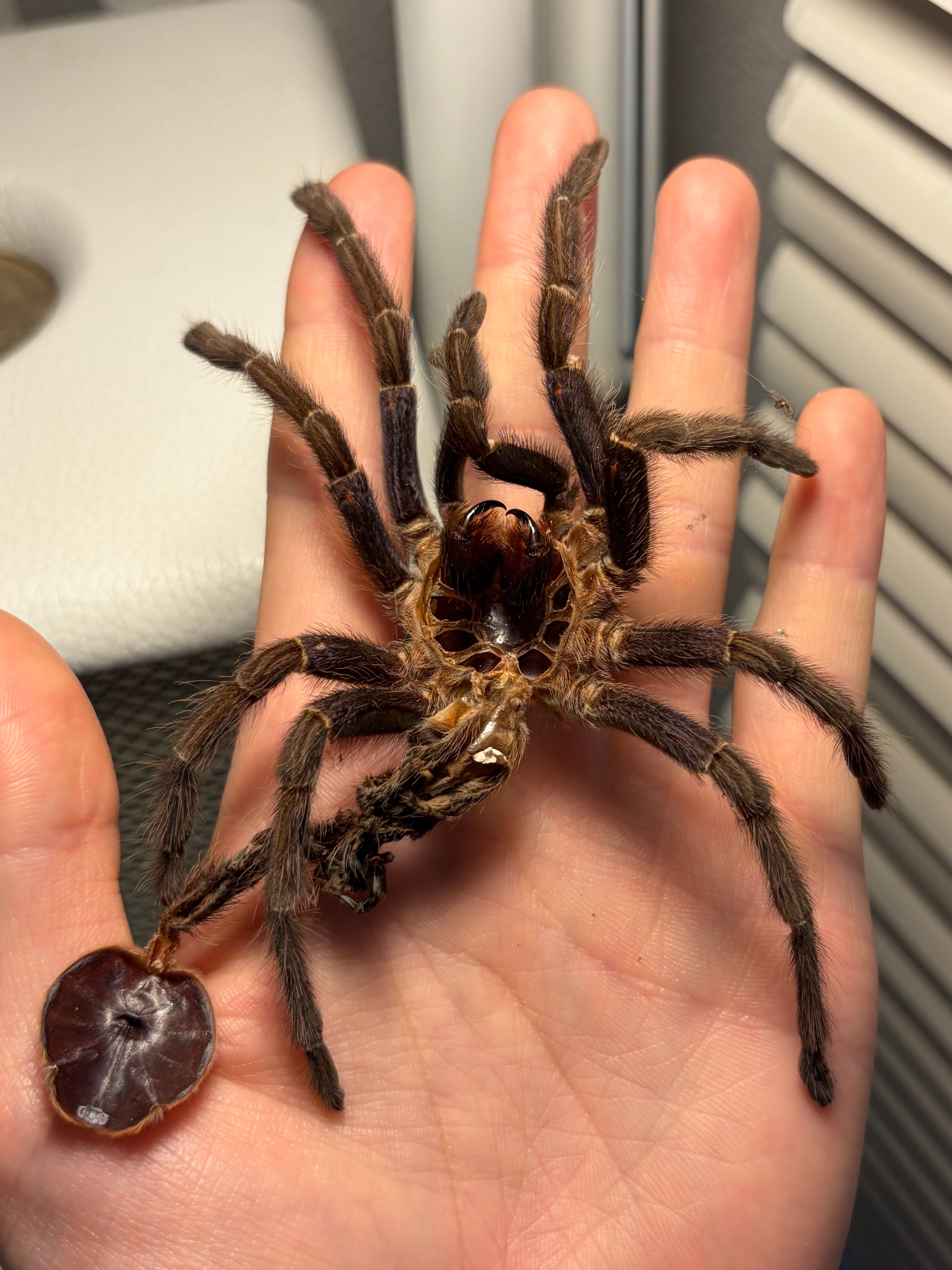 田亀最大級】ナンベイオオタガメの昆虫標本 タランチュラムカデ