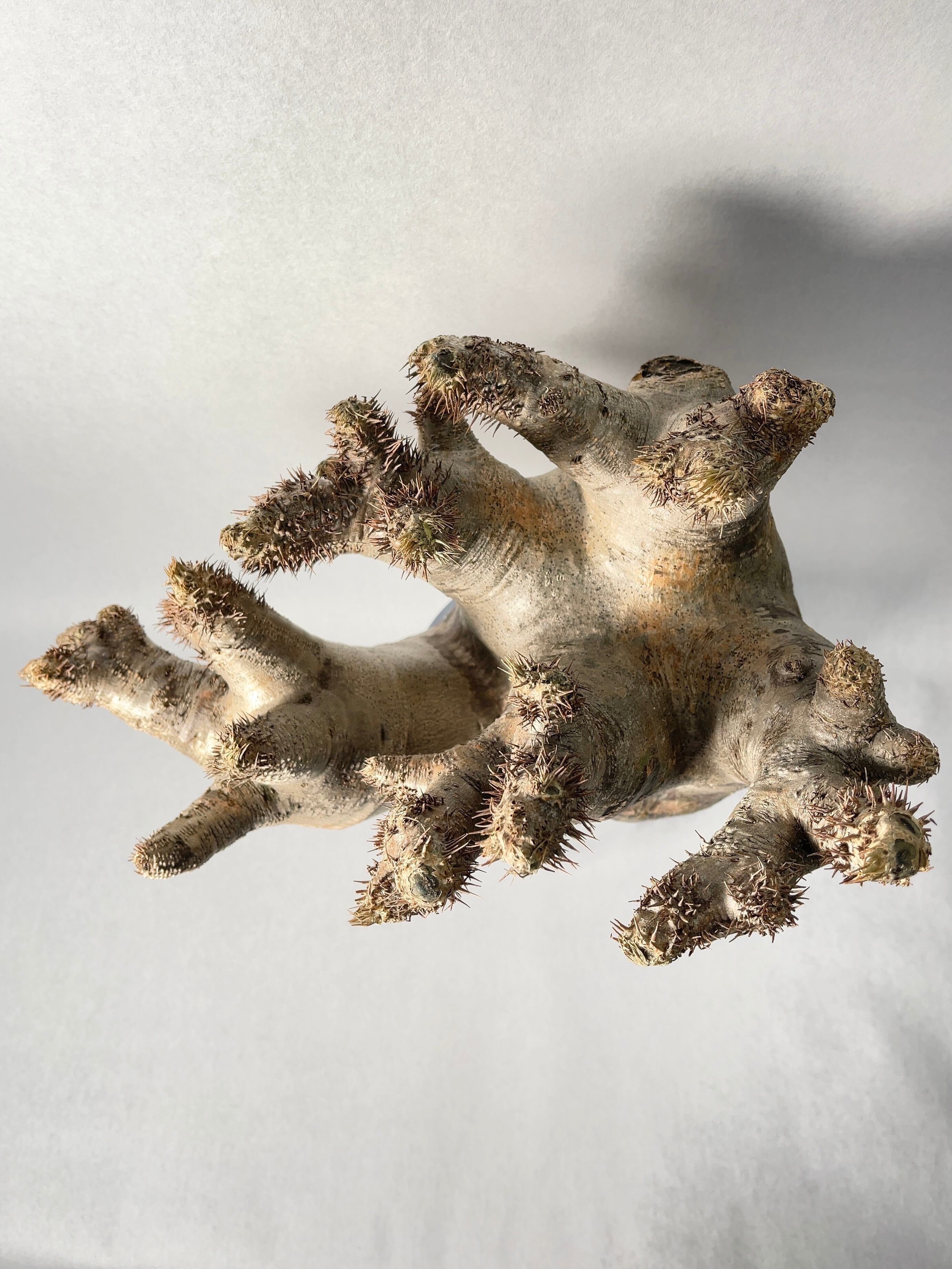 良型　パキポディウム　イノピナツム パキポディウムイノピナツム 良型 【公式通販】