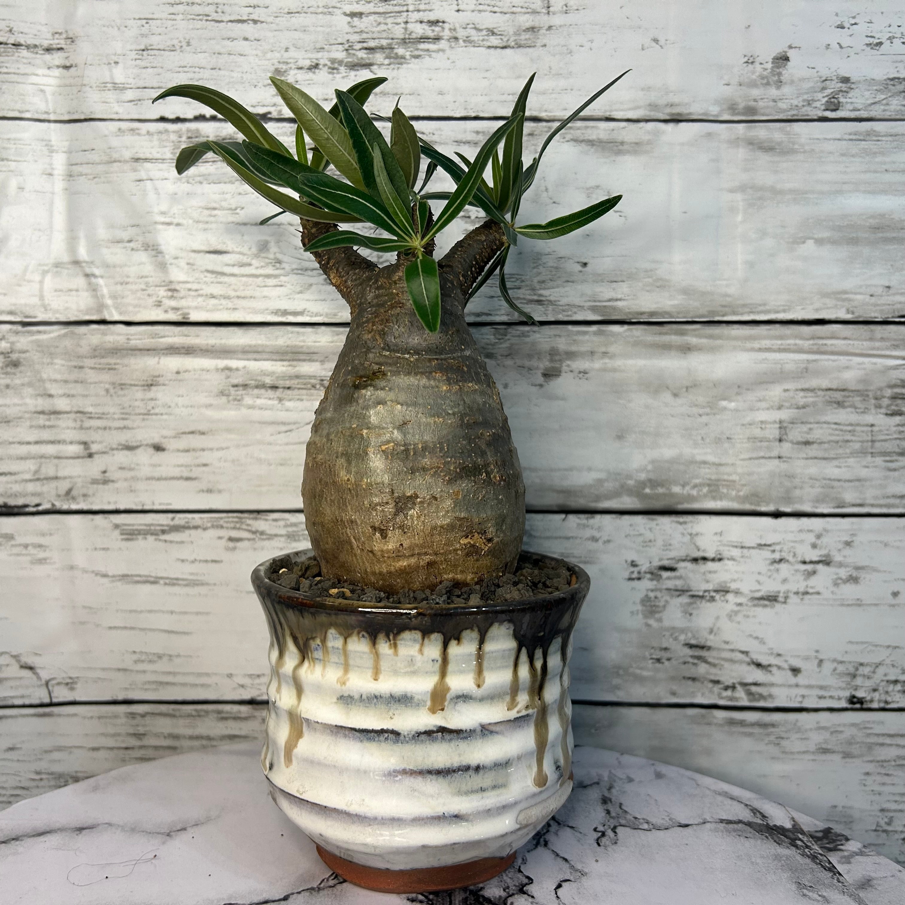 パキポディウム グラキリス 現地球(発根済み) 3号鉢入り(信楽焼) 塊根  