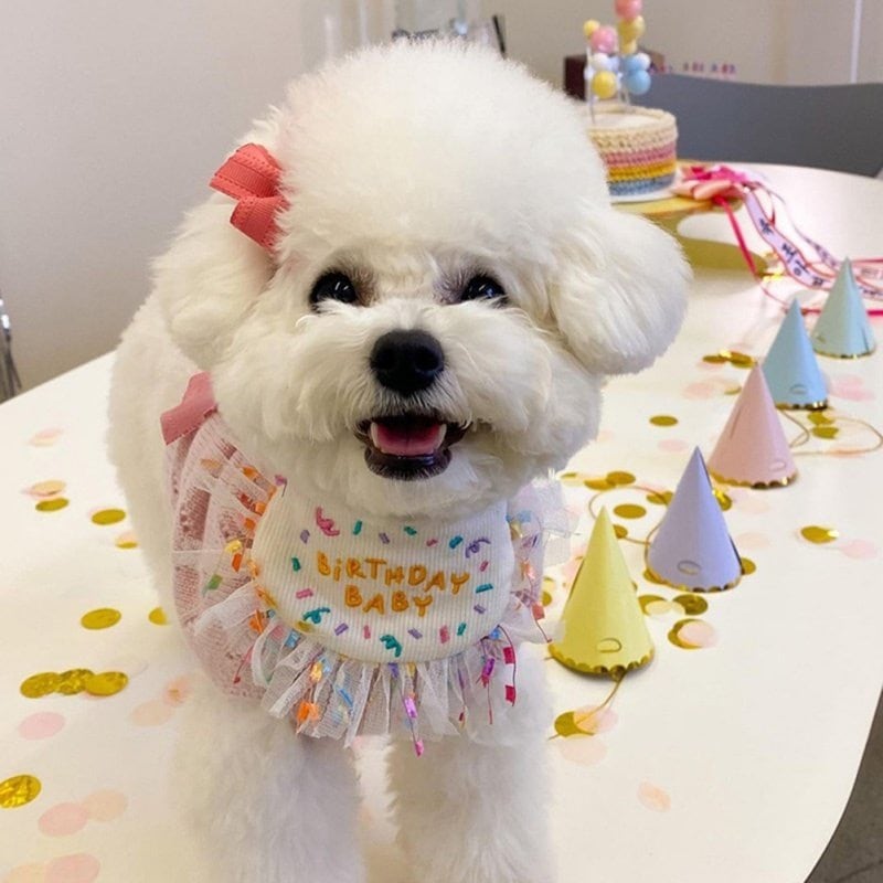 即納 1 3日でお届け ハット付き バースデー スタイ エプロン 誕生日 Birthday 首輪 小型犬 中型犬 チワワ プードル フレブル お祝い イベント コスプレ 可愛い インスタ映え よだれかけ Ey0544 Eyes Line アイズライン 犬服 ドッグウェア