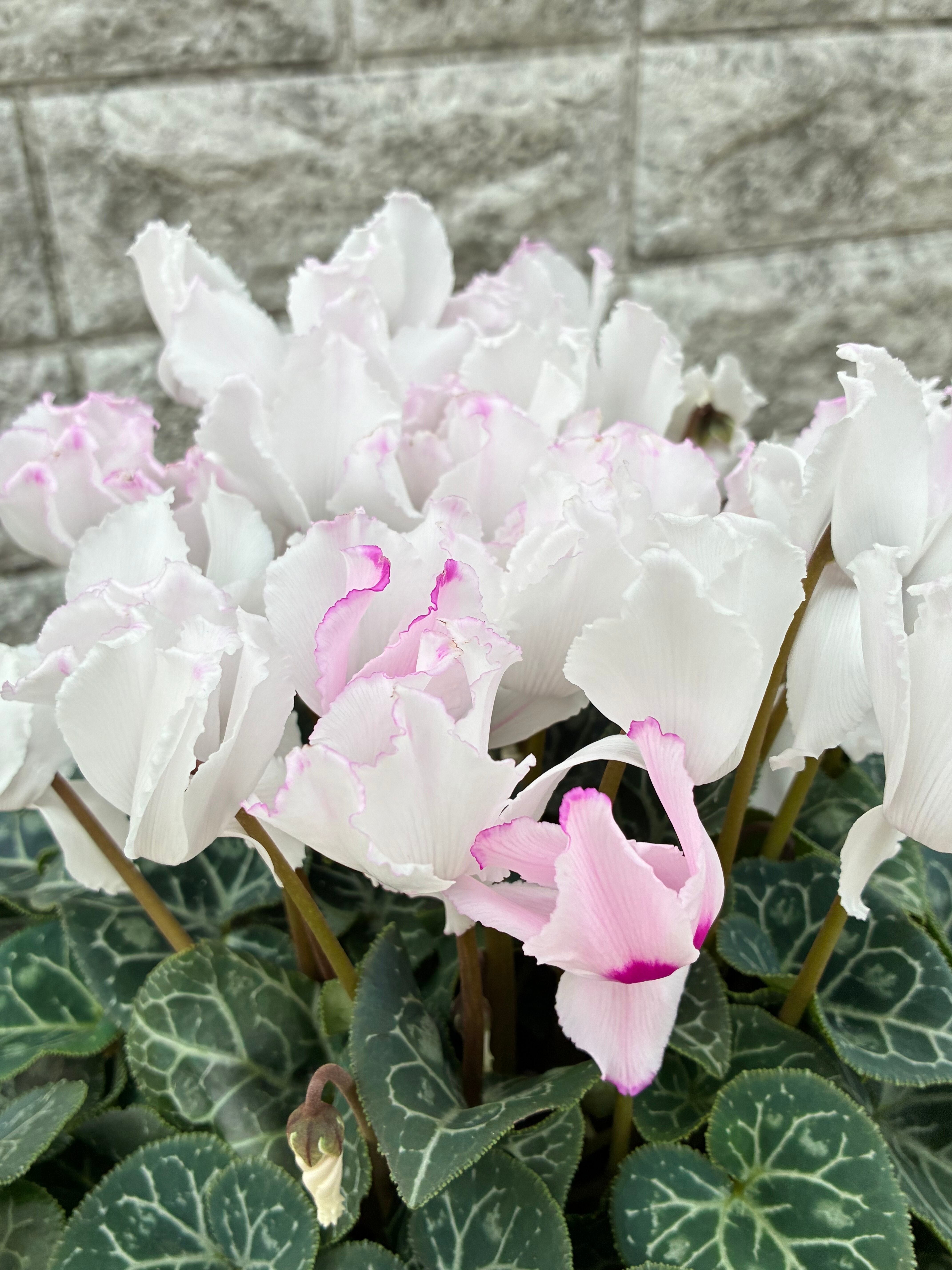 シクラメン6号鉢/クリスマスキャロル | 三浦園芸