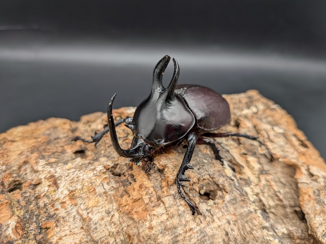 WDビルマニクスゴホンツノカブト　♂60up♀フリー