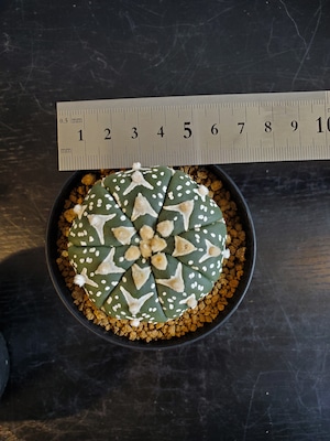 Astrophytum asterias 　アロータイプ【artPLANTs】アストロフィツム スーパー兜