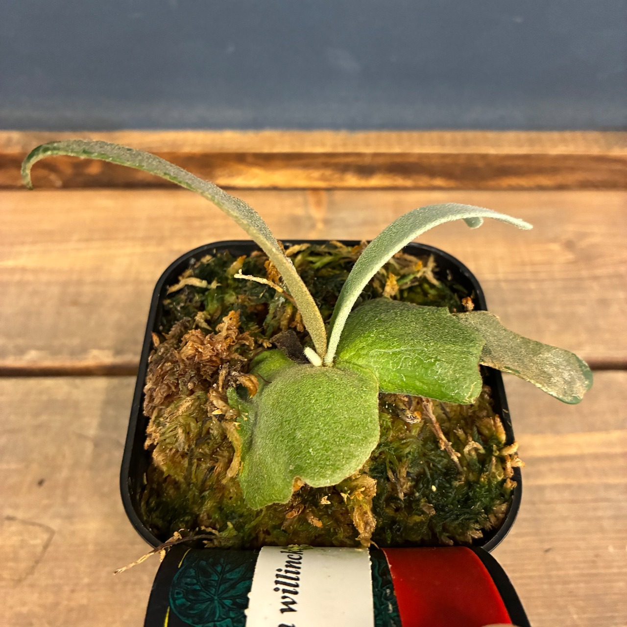 【クリアランス】ビカクシダ　ジェニー　P. willinckii 'Jenny'【959】